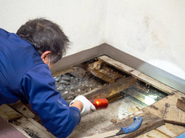 Best Crawl Space Mold Removal  in Clinton, MO