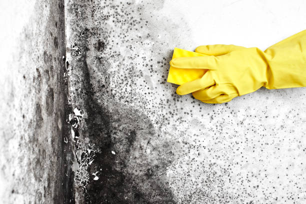 Best Mold Damage Repair  in Clinton, MO