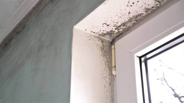 Reliable Clinton, MO Mold Removal Solutions