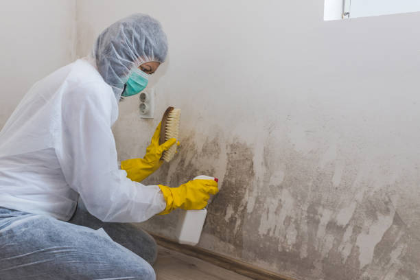 Best Mold Remediation Experts  in Clinton, MO