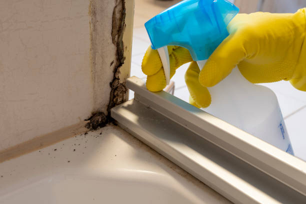 Best Residential Mold Removal  in Clinton, MO