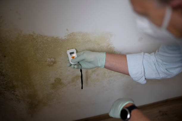 Best Mold Removal Process  in Clinton, MO