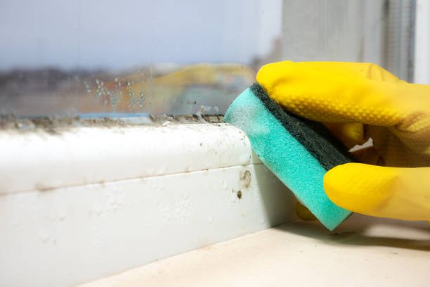 Best Residential Mold Removal  in Clinton, MO