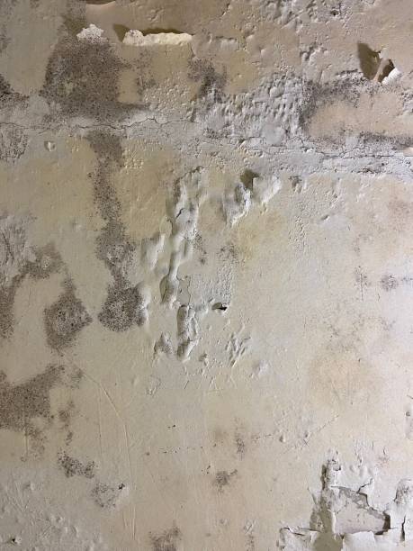 Best Emergency Mold Removal  in Clinton, MO
