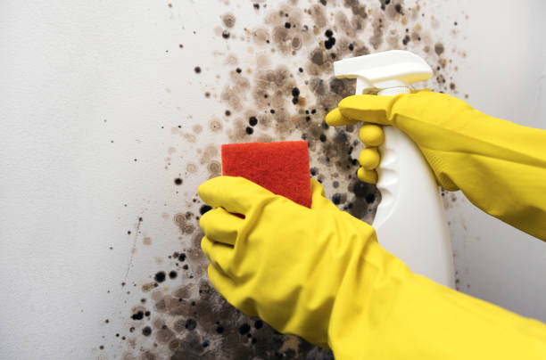 Mold Removal Process in Clinton, MO