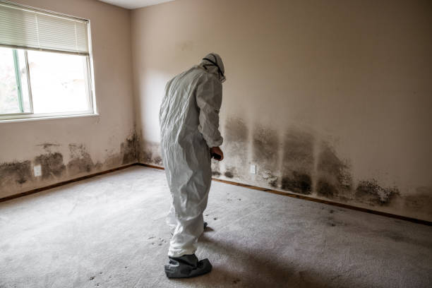 Best Commercial Mold Removal  in Clinton, MO