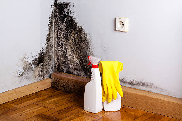 Best Toxic Mold Removal  in Clinton, MO