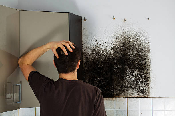 Best Best Mold Removal Companies  in Clinton, MO