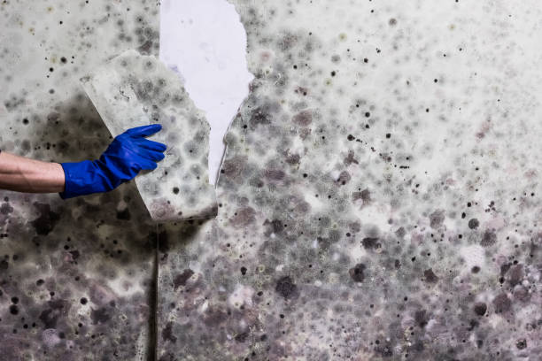 Best Professional Mold Removal  in Clinton, MO