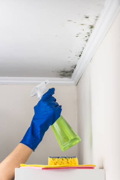 Crawl Space Mold Removal in Clinton, MO