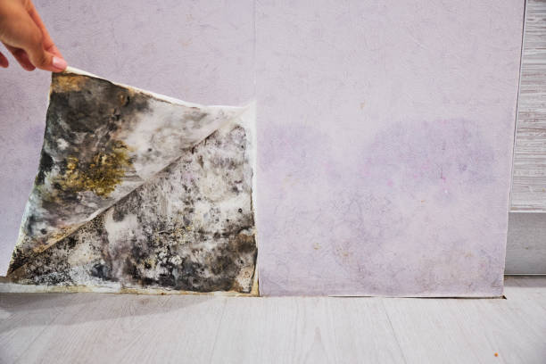 Best Mold Removal Company Near Me  in Clinton, MO